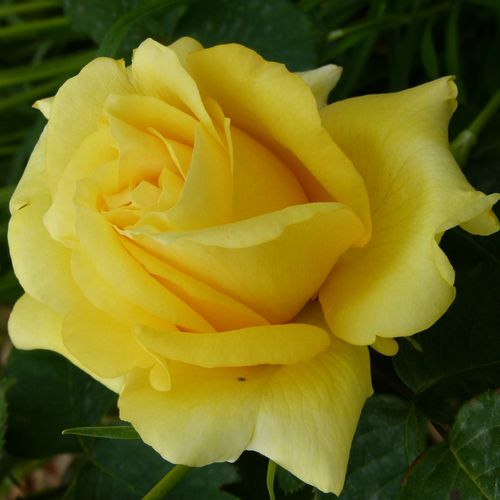 Rosa President Armand Zinsch™ - žltá - Stromkové ruže s kvetmi čajohybridovstromková ruža s rovnými stonkami v korune